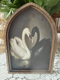 Swans in Love