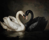 Swans in Love