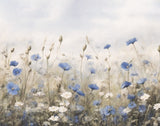 Cornflowers