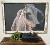 Brahma Bull