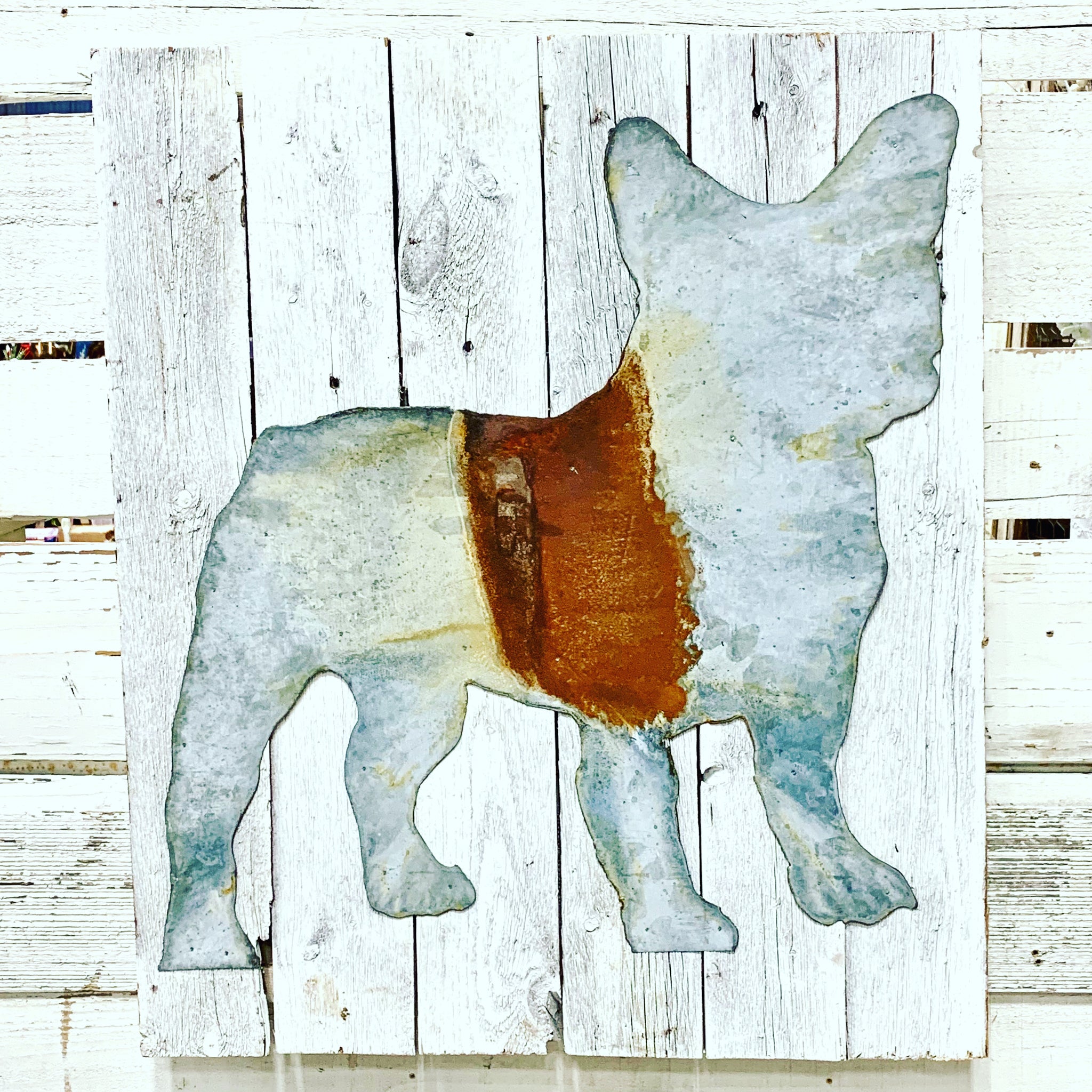 French bulldog on shiplap