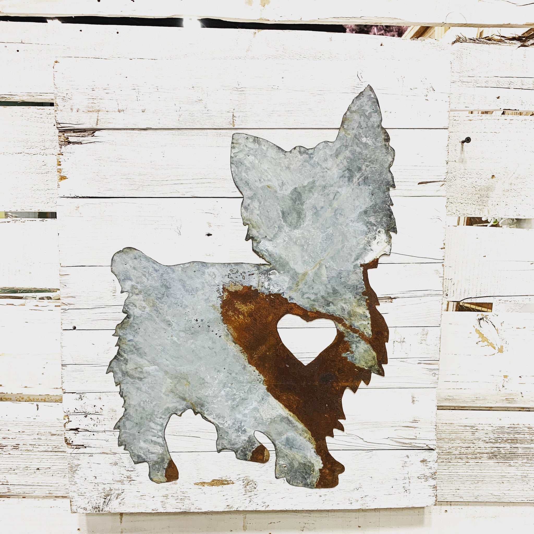 Yorkie on Shiplap