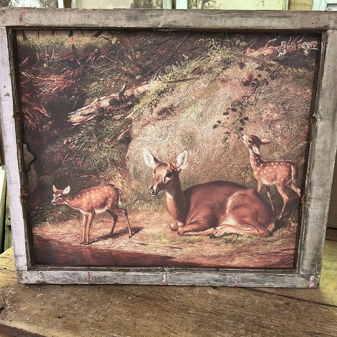 Fawn Morning