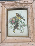 Yellow Breasted with Nest