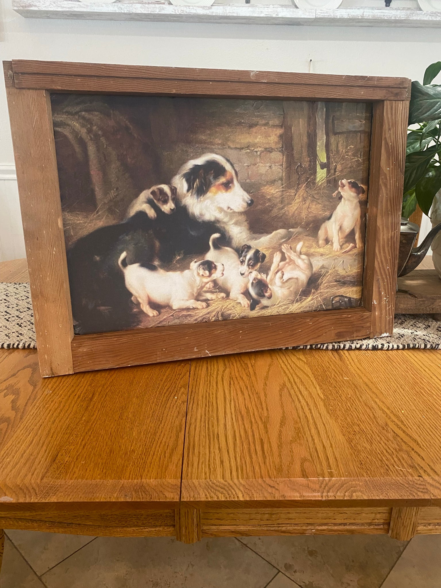 Aussie Momma with pups