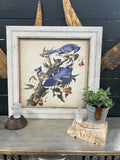 Blue Jays